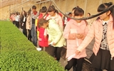 現代農業(yè)技術系組織師生到日光溫室蔬菜育苗基地參觀學習